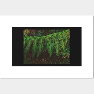 Fern Time Posters and Art